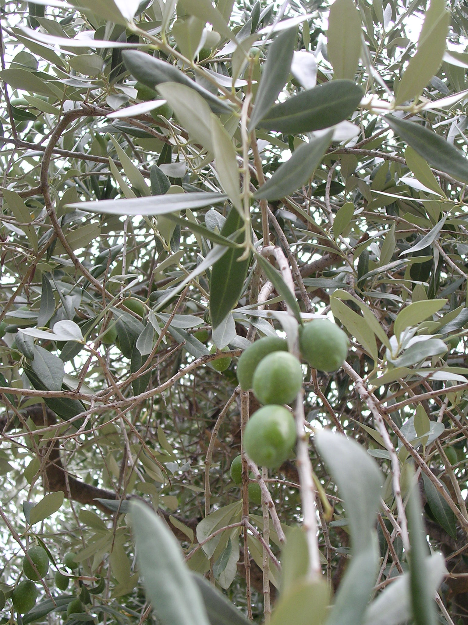 Olivenzweige mit reifen Oliven